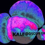 Kaleidoscope Eyes - Tremolo Ⅱ